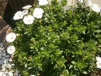 P8300221.webp