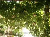 P8300226.webp