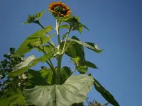 P8300227.webp