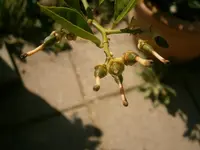 P8300230.webp