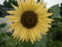 P8300235.webp