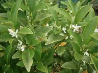 P8300237.webp
