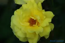 comp_DSC04426.webp