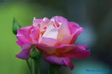 comp_DSC04427.webp
