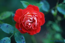comp_DSC04428.webp