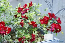comp_DSC04429.webp