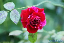 comp_DSC04430.webp