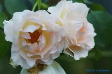 comp_DSC04431.webp