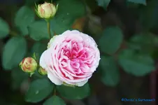 comp_DSC04432.webp