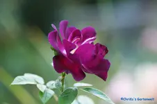 comp_DSC04433.webp