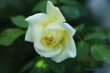 comp_DSC04436.webp