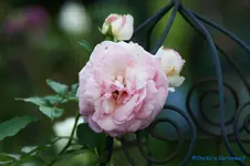 comp_DSC04437.webp