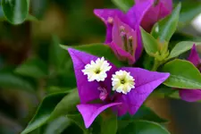 Drillingsblume_3502.webp