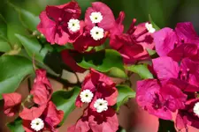 Drillingsblume_3632.webp