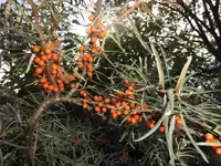 Bilda018.webp