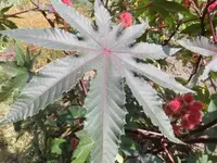 Bilda048.webp