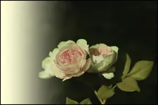 Rose mit Fliege.webp