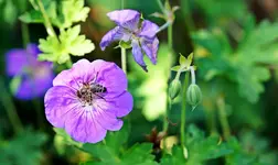 Storchenschnabel mit Biene.webp