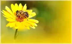 Biene auf gelb. Blüte.webp