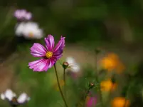Cosmea.jpg