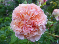 P1510239.webp