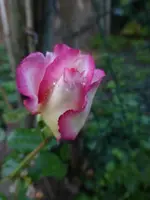 P1510283.webp
