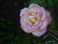 P1510355.webp