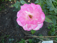 P1510672.webp