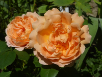 P1510663.webp