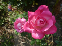 P1490538.webp