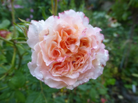 P1510240.webp