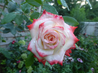P1510242.webp