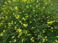 P1510217.webp