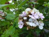 P1510246.webp