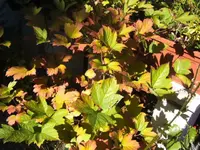 BILD4559.webp