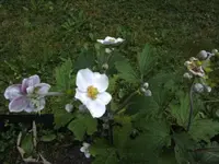 BILD4547.webp