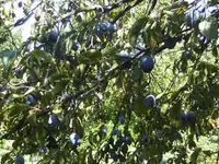 BILD4560.webp