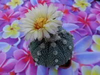 DSCF9194.webp