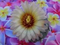 DSCF9196.webp