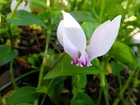 DSCF9291.webp