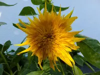 DSCF9304.webp