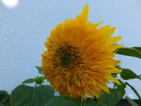 DSCF9305.webp
