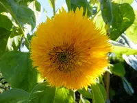 DSCF9308.webp