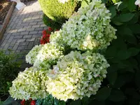 DSCF9312.webp