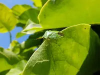 DSCF9243.webp