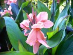 C. Lachs-Rosa - H.jpg