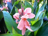 C. Lachs-Rosa - H.webp