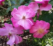 20150831_174910-1.webp