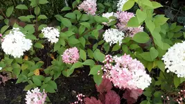 20150831_175100.webp
