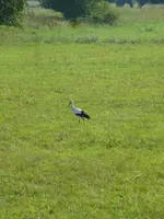 P1060920 Storch.webp